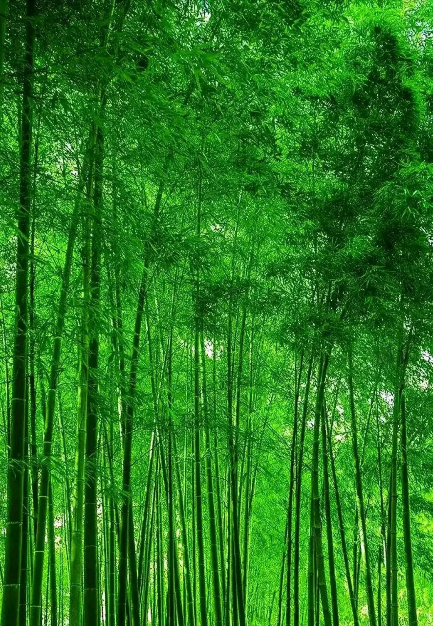 养眼的湘妃翠竹林,绿色生态园.