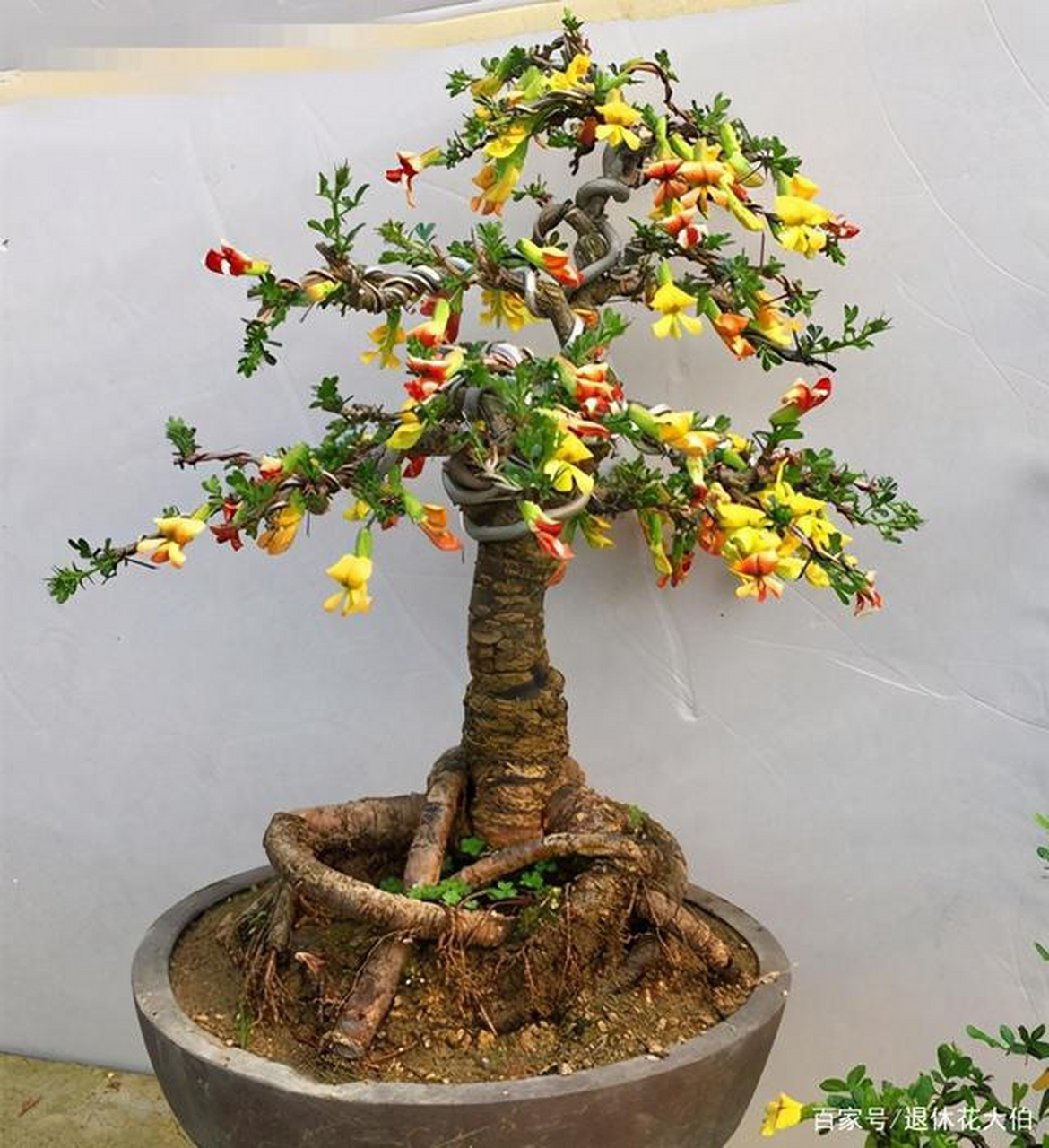 盆景观赏植物# 金雀花         金雀花是一种别具一格的盆景植物,以