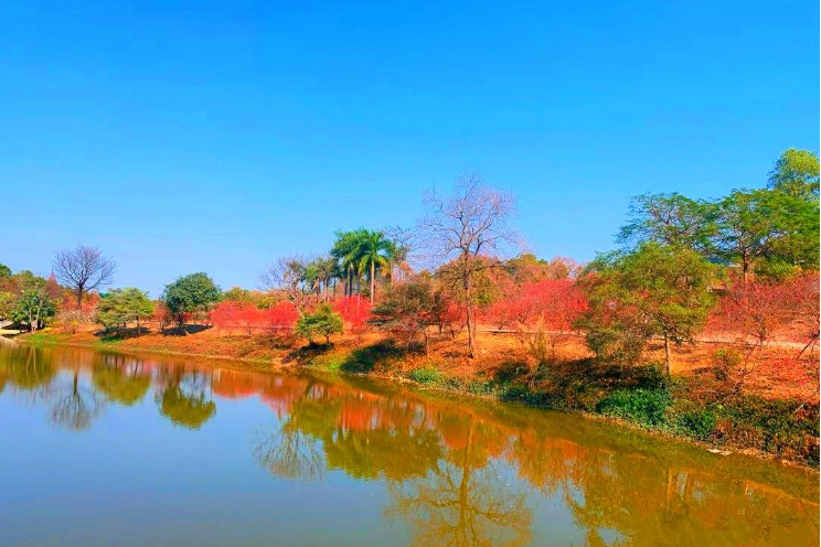 广州石马桃花公园在春节期间迎来盛花期,是欣赏美丽桃花的好去处.