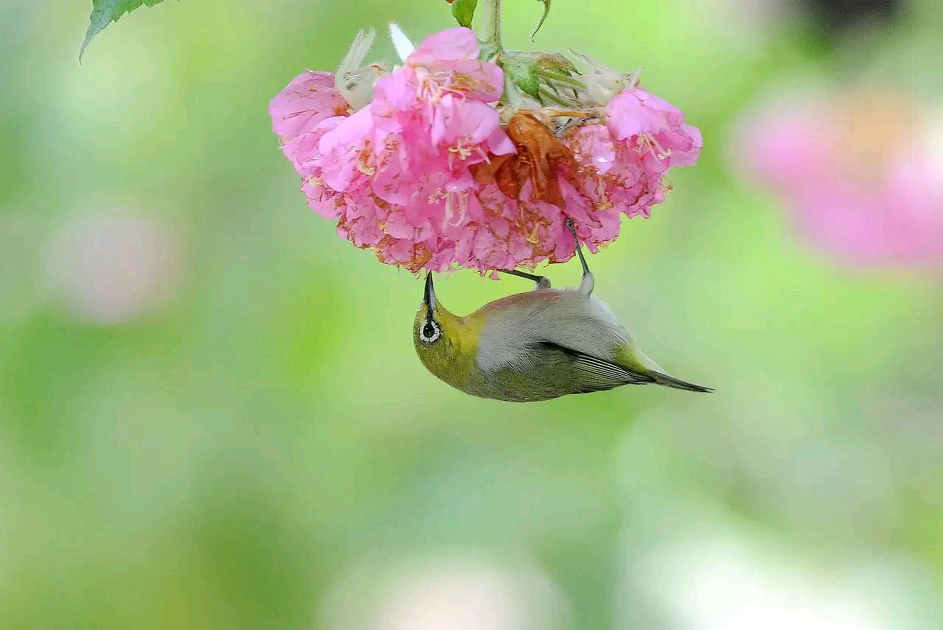 非洲芙蓉花 | 绣眼鸟