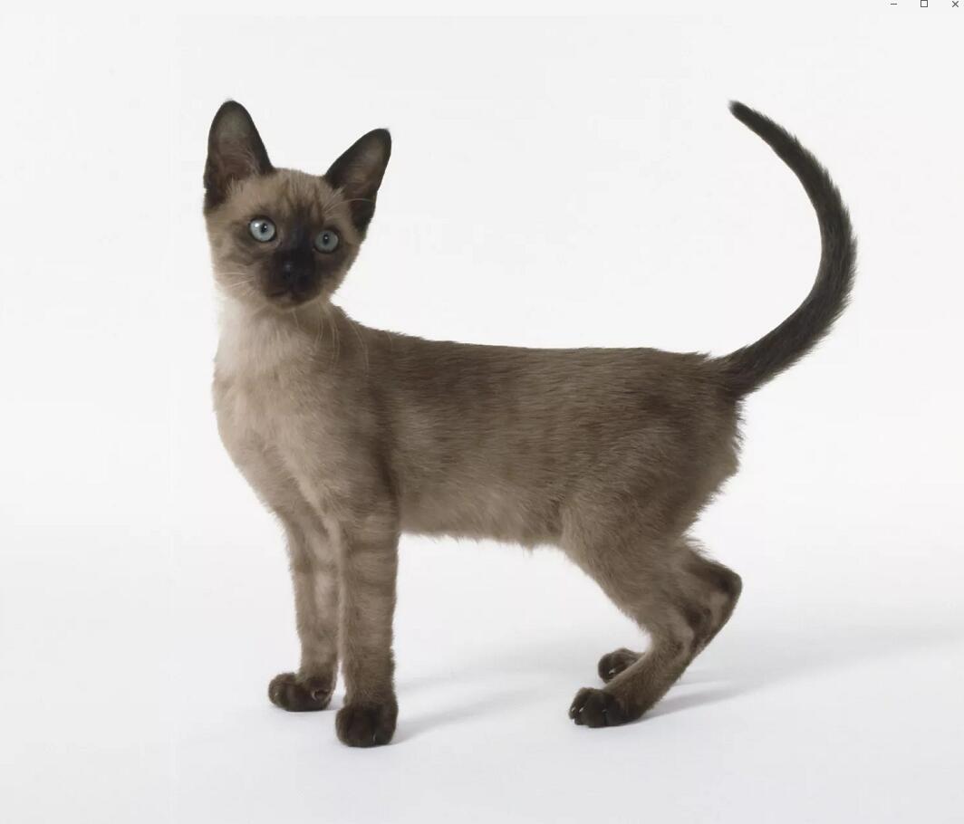 你所不知道的情感陪伴动物:东奇尼猫 虽然东奇尼猫的名气不如暹罗猫