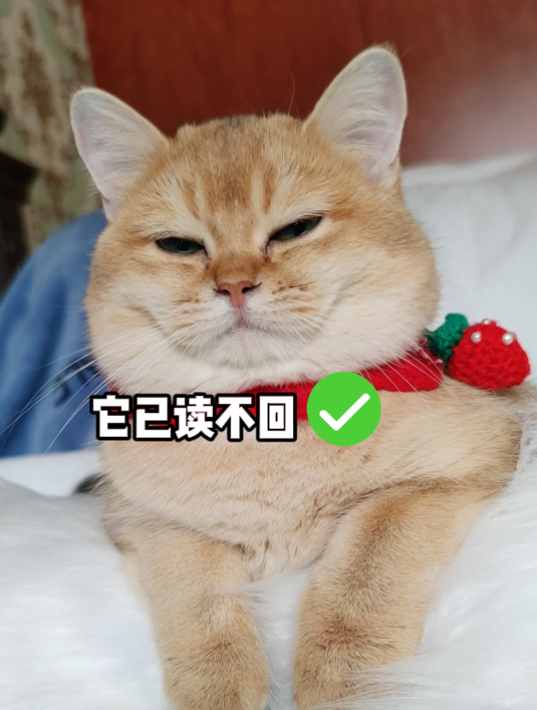 小猫咪:朕已阅!已读不回!