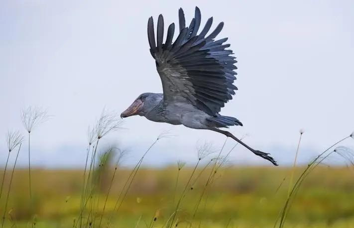 说到鲸头鹳,估计很多人都没有听过这个动物,当你