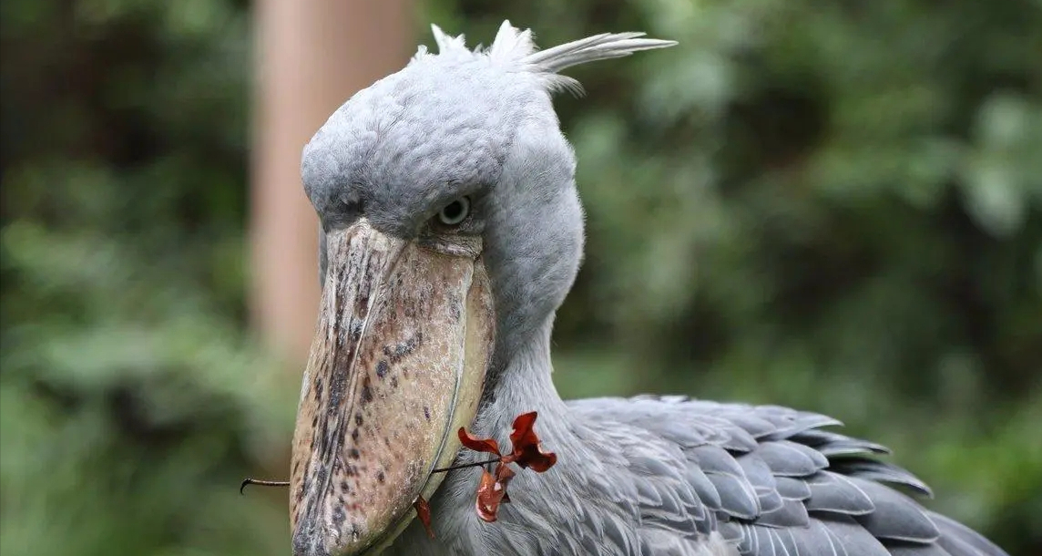 说到鲸头鹳,估计很多人都没有听过这个动物,当你