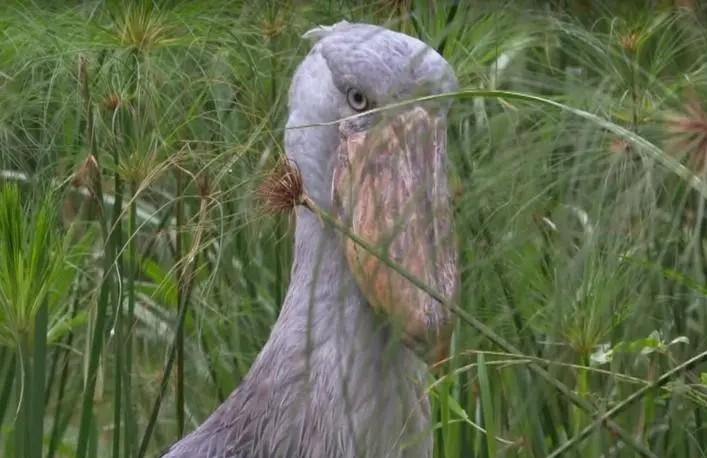 说到鲸头鹳,估计很多人都没有听过这个动物,当你