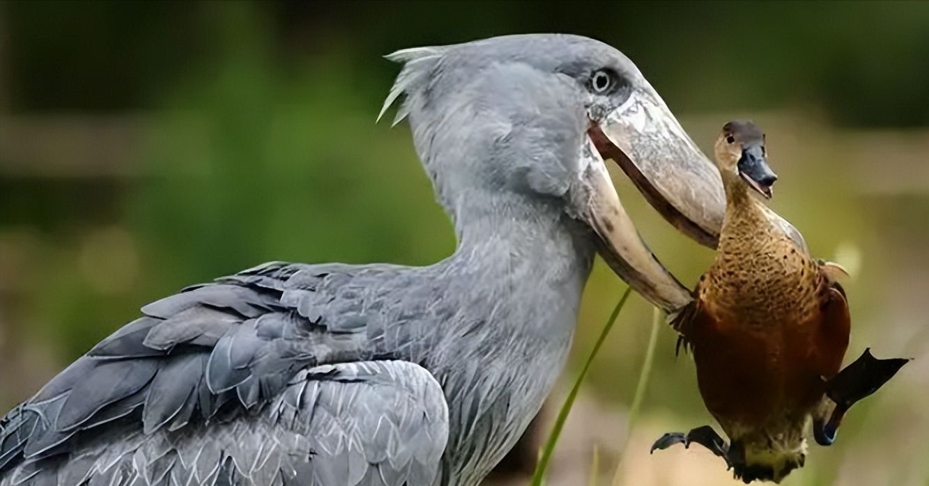 说到鲸头鹳,估计很多人都没有听过这个动物,当你