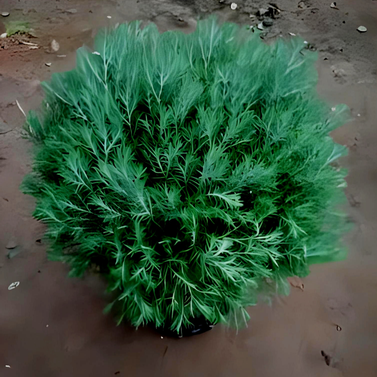 接下来,我们就来聊聊盆景栽培-绒针柏的生物习性,观赏价值,栽