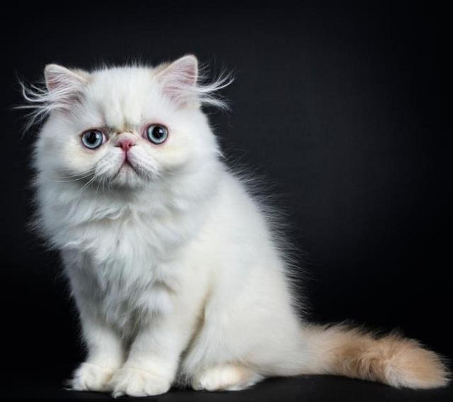 你所不知道的情感陪伴动物:波斯猫 波斯猫不喜欢过度兴奋或过度刺激