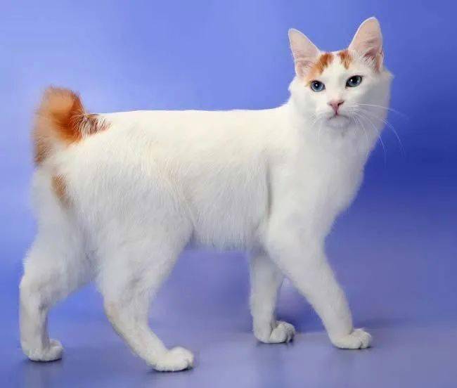 你所不知道的情感陪伴动物:日本短尾猫 日本短尾猫是一种与大家相处