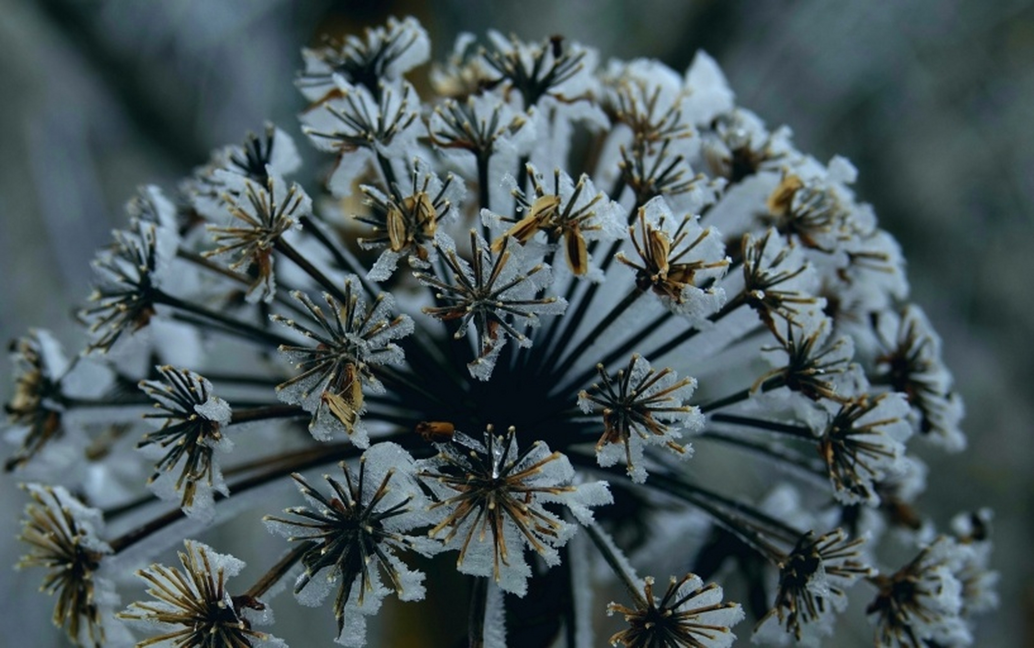 冬日风景# 枝条瘦,月如钩,愿此生,静念守心,暖赴春秋.