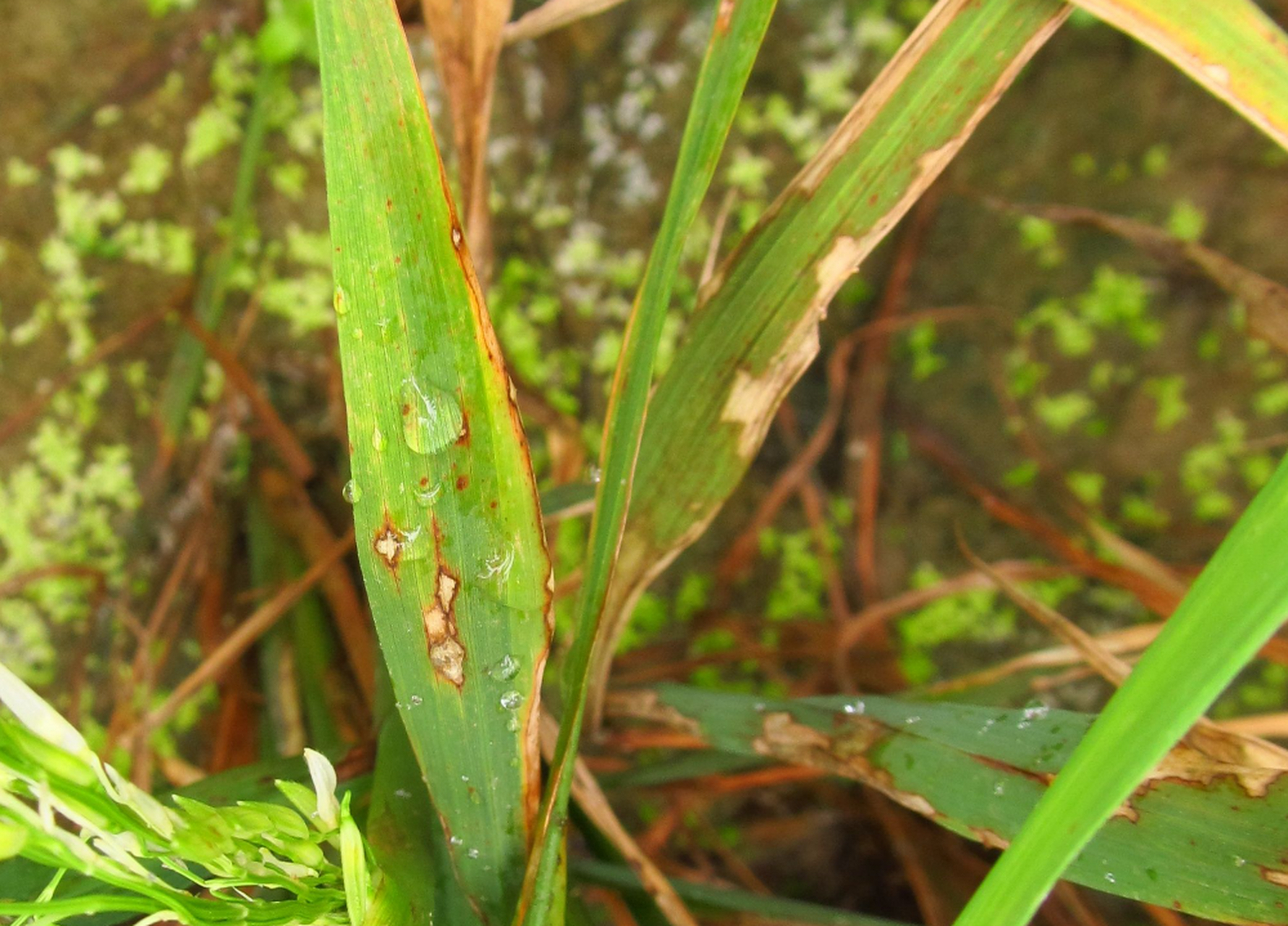 水稻恶苗病由串珠镰孢菌侵害导致赤霉素失衡引起,表现为稻苗细长徒长