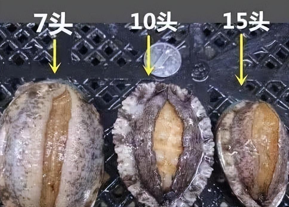 加州红鲍一个很大的鲍鱼1只喂饱8个人那中国为啥不引进