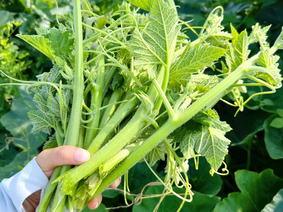 南瓜藤,又称番瓜藤,盘肠草,有3大作用,农民朋友要了解!
