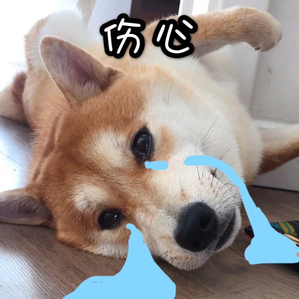 1不要大声吓狗狗狗其实很脆弱的,而且它们的听力很灵敏,你大声叫唤的