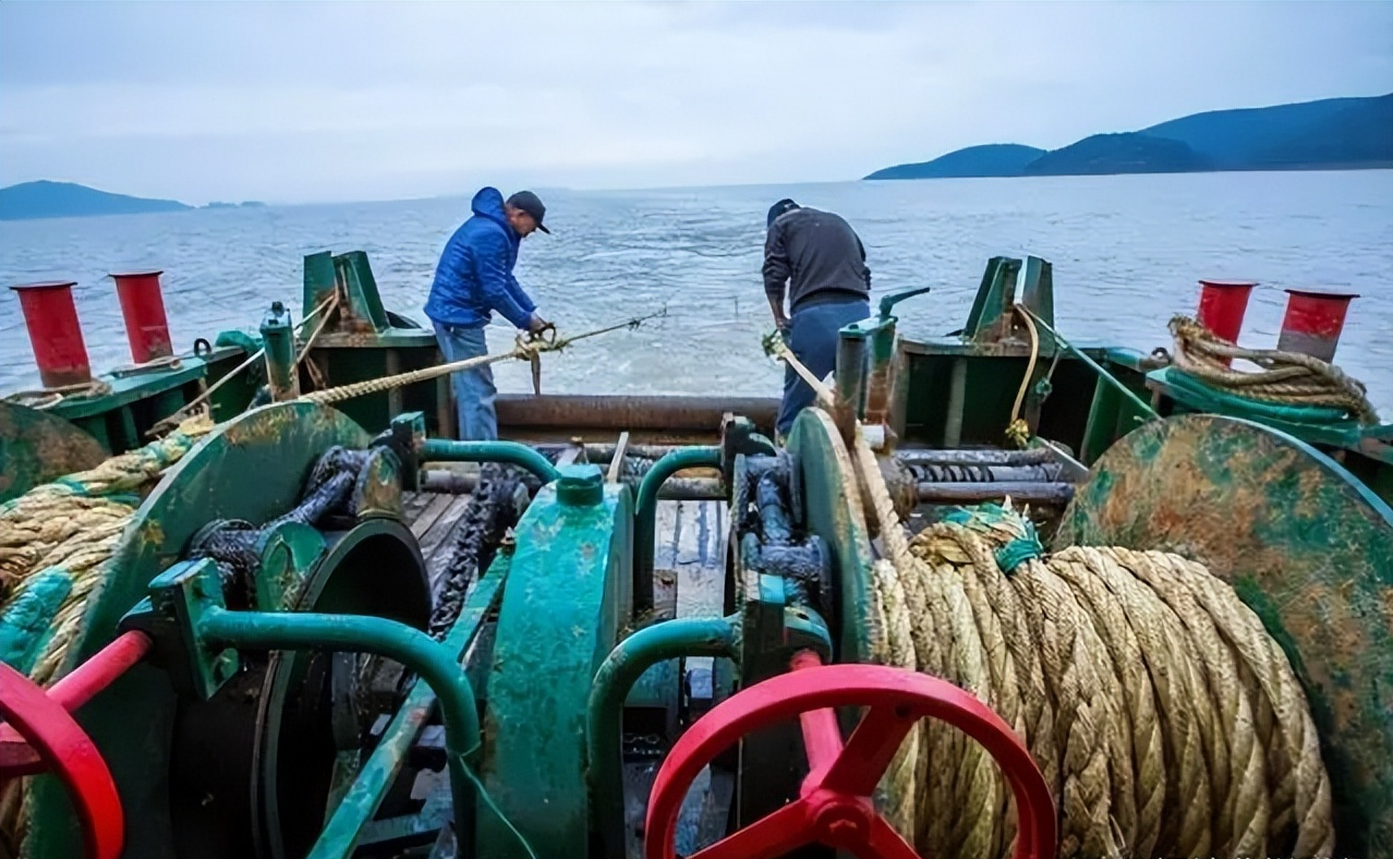 2022年一漁民一網撈出4900斤大黃魚賣957萬野生黃魚有何神奇之處