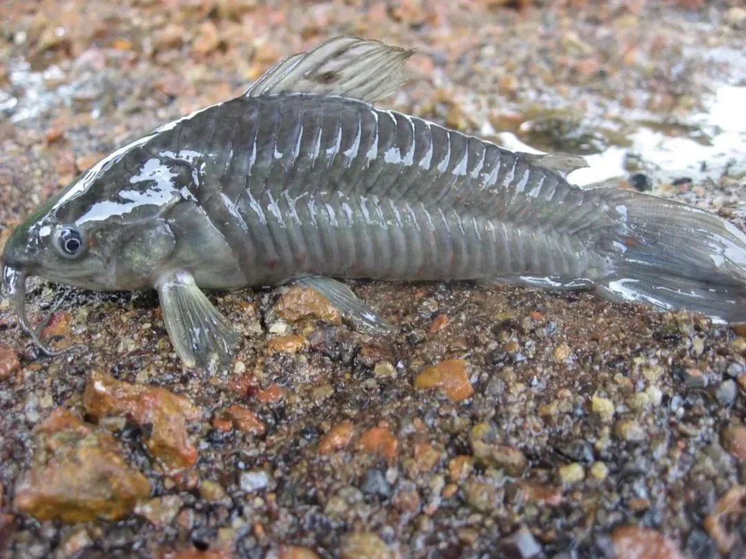 为什么不能把它们转移出沙漠