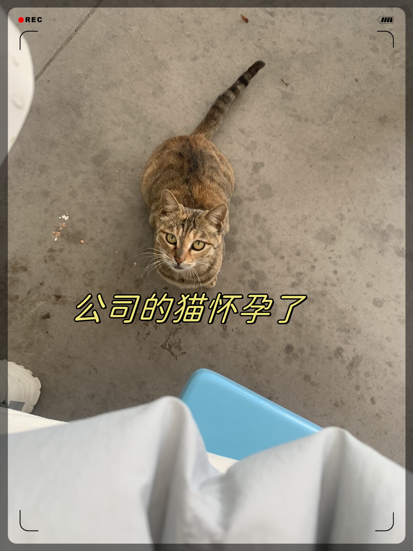 猫咪怀孕30天图片图片