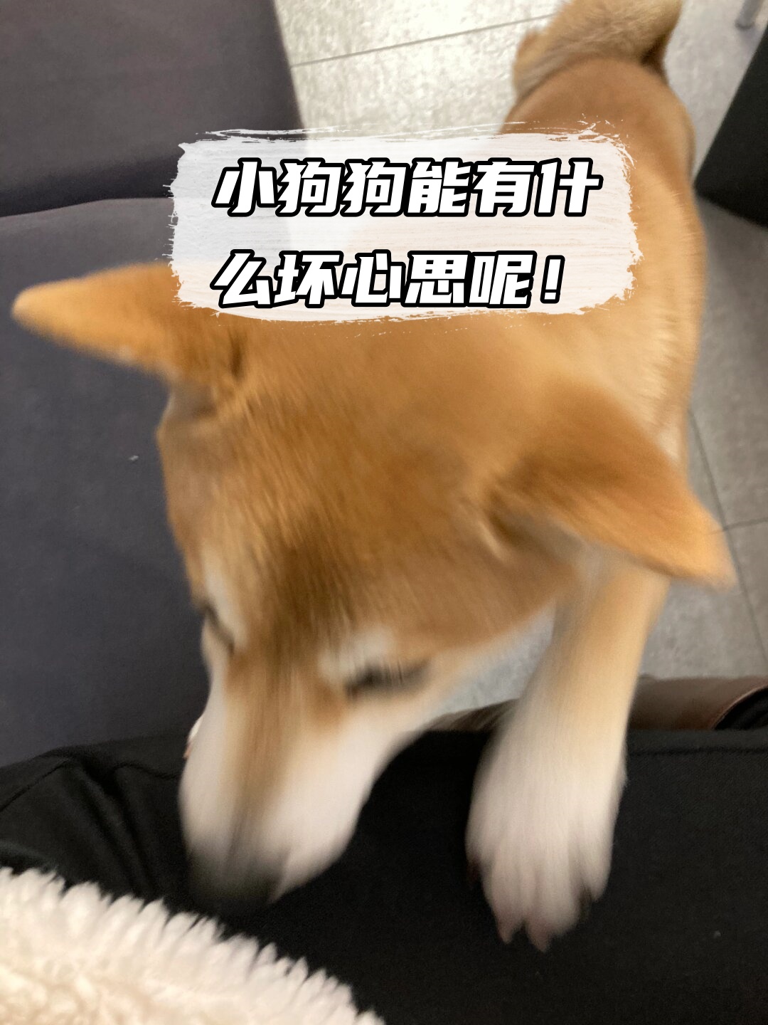 如同阳光下跳跃的精灵,无忧无虑地奔跑,嬉戏没有坏心思表情包狗有什么