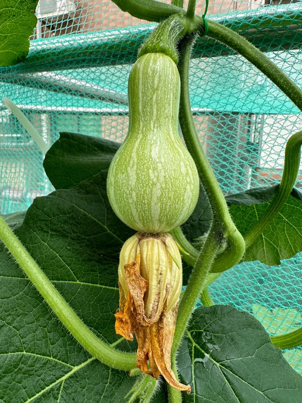 98 奶油南瓜种植时间和技巧大全 99  大家好!