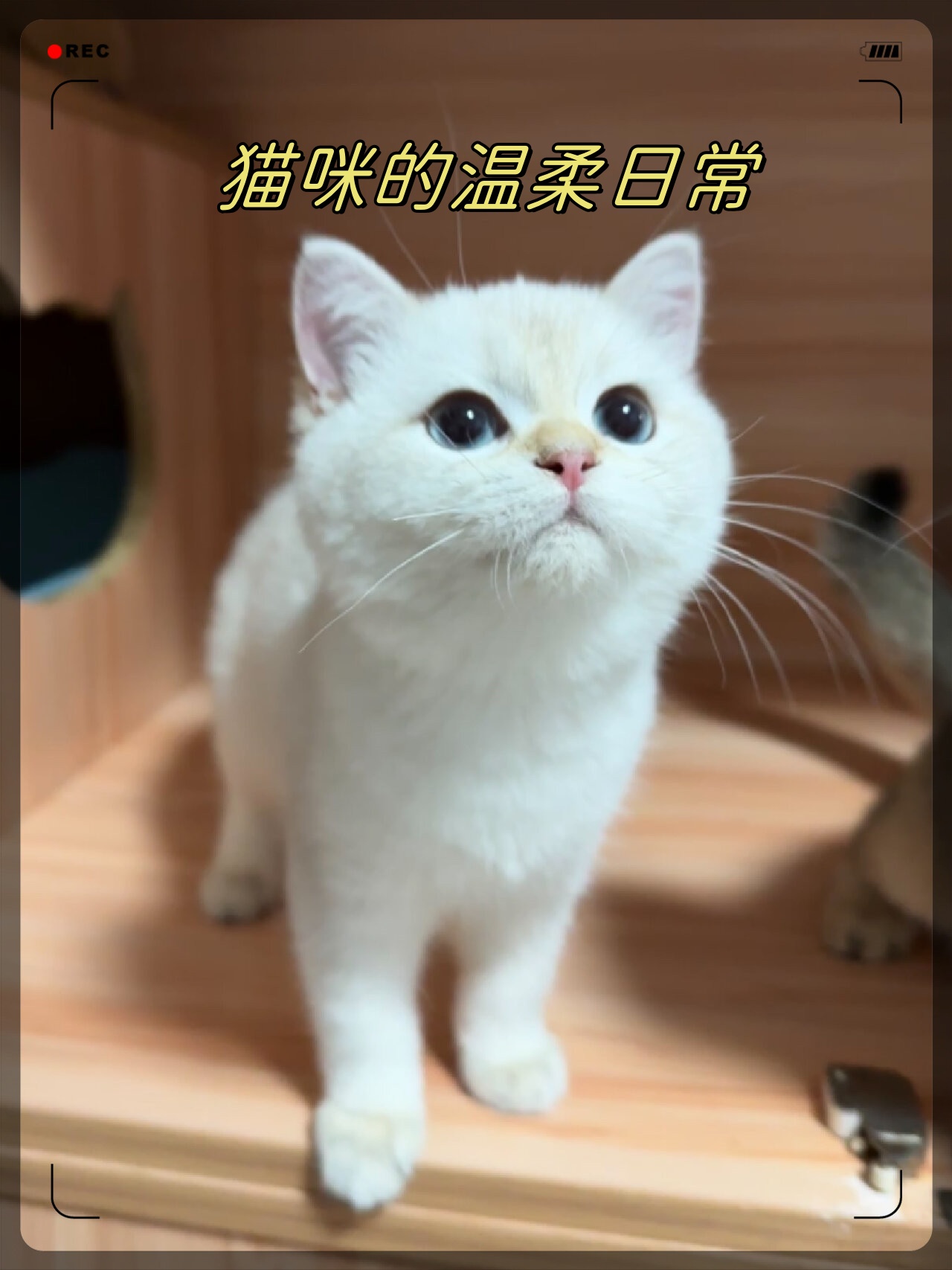 猫咪图片 唯美文字图片