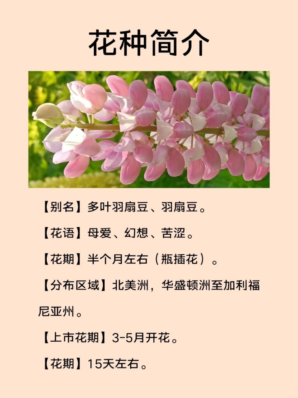 每天认识一种花|鲁冰花  鲁冰花,又称羽扇豆,是一种非常美丽的植物.