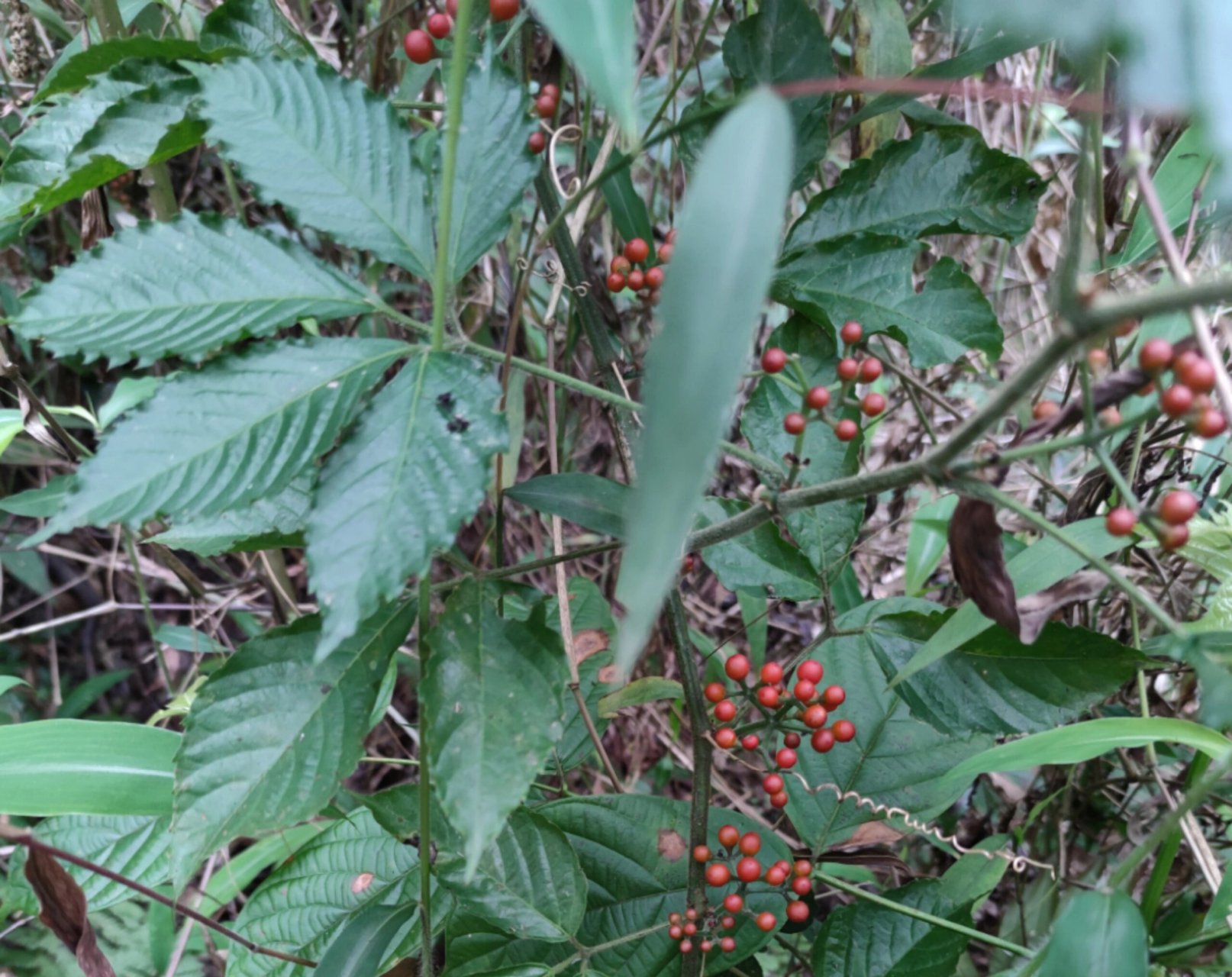 这是什么植物 长得像乌蔹莓但是果子红色,这是什么植物