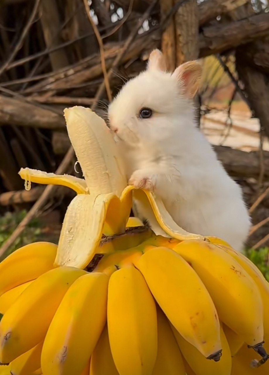 喜欢吃香蕉的小兔子,嘴巴吧唧吧唧地动个不停!