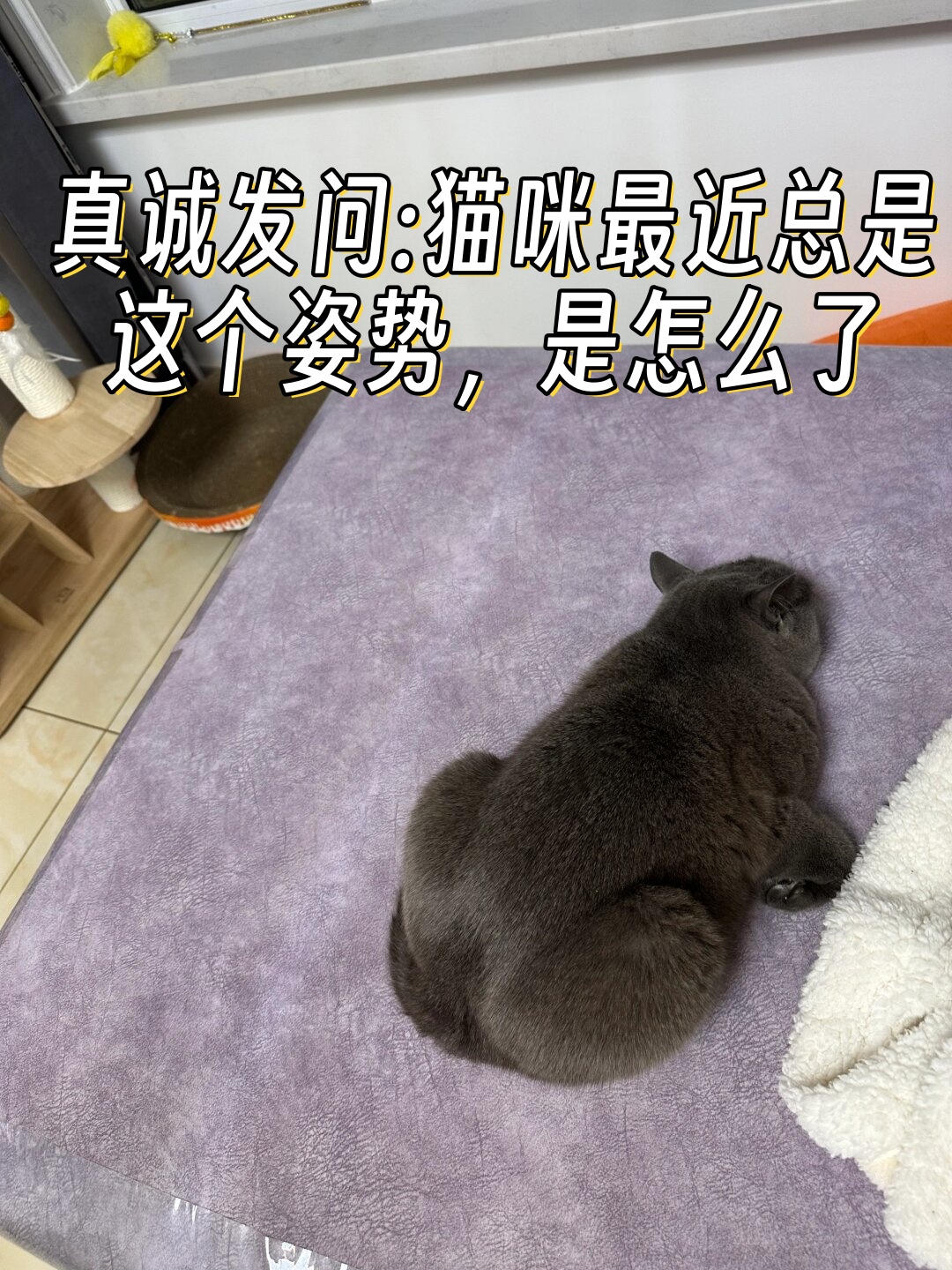 真诚发问猫咪最近总是这个姿势是怎么了