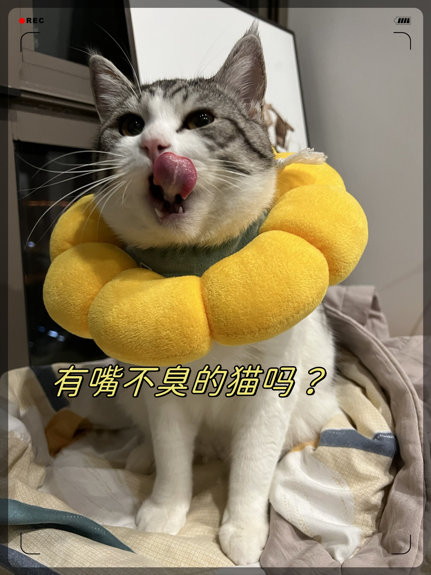家里两只猫嘴都pang臭!刷牙有用吗!