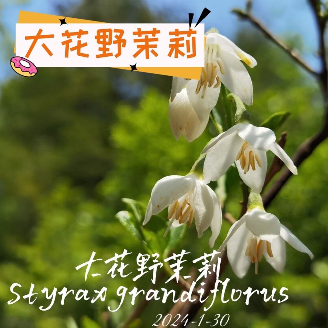 大花野茉莉  大花野茉莉,属于安息香科 styracaceae,是安息香属