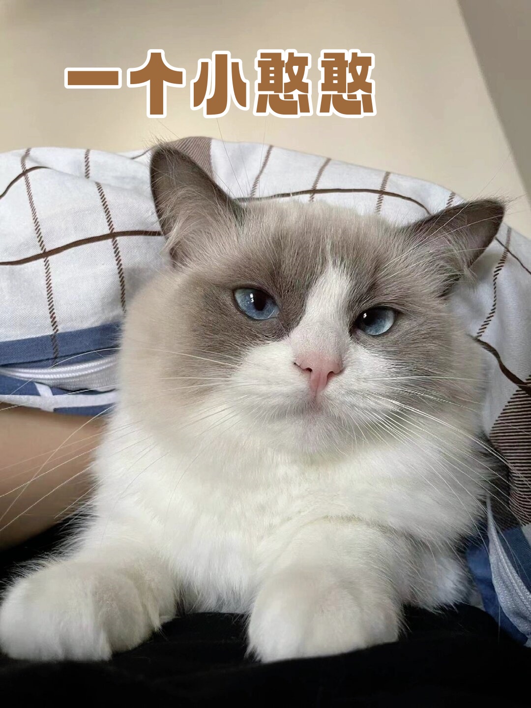 看那是一只多么可爱的小憨憨猫咪啊
