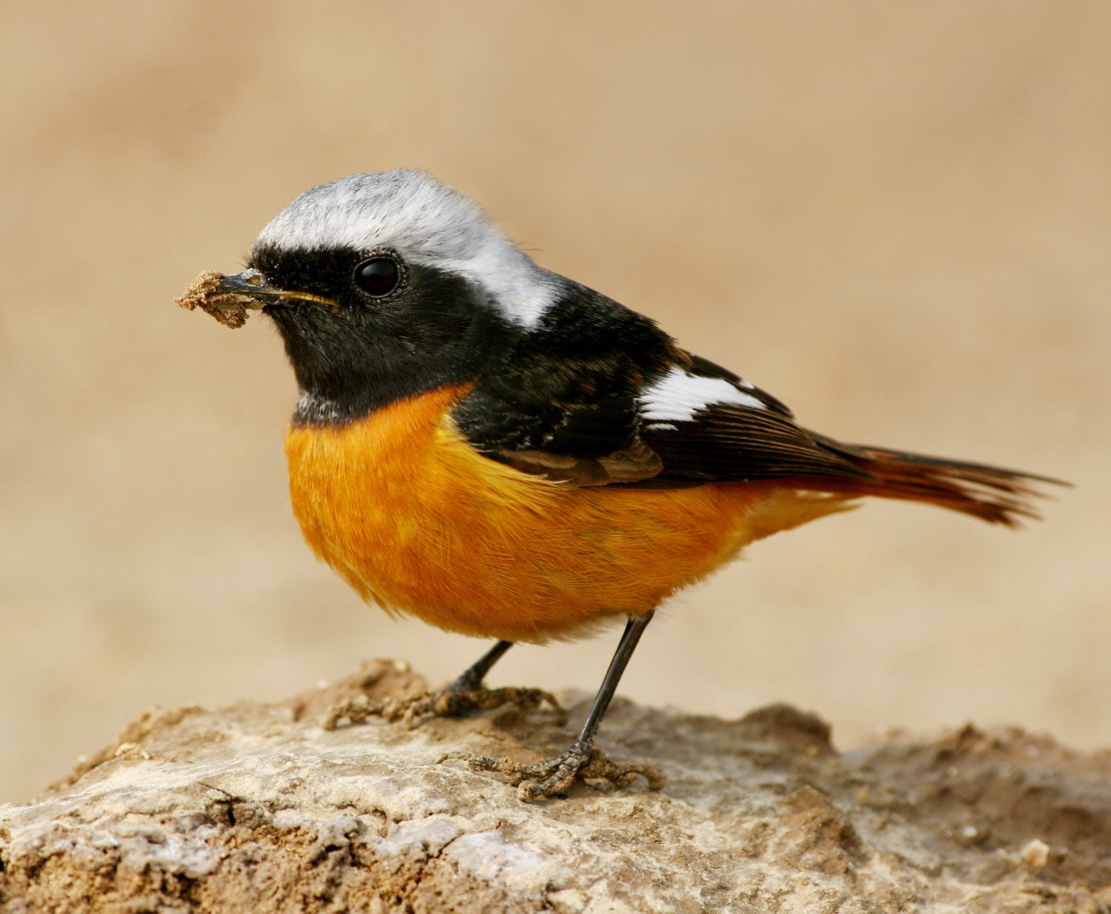 【最美辽宁】魅力盘锦:鸟类图片展 #新时代六地辽宁杠杠滴# #振兴新