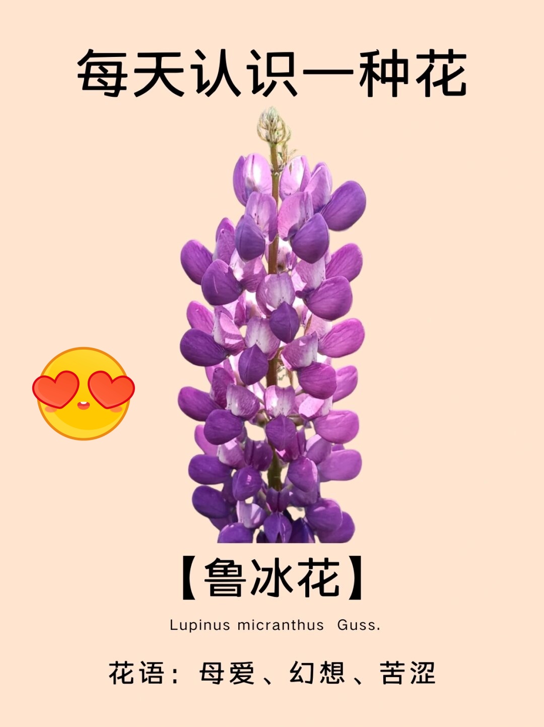 鲁冰花