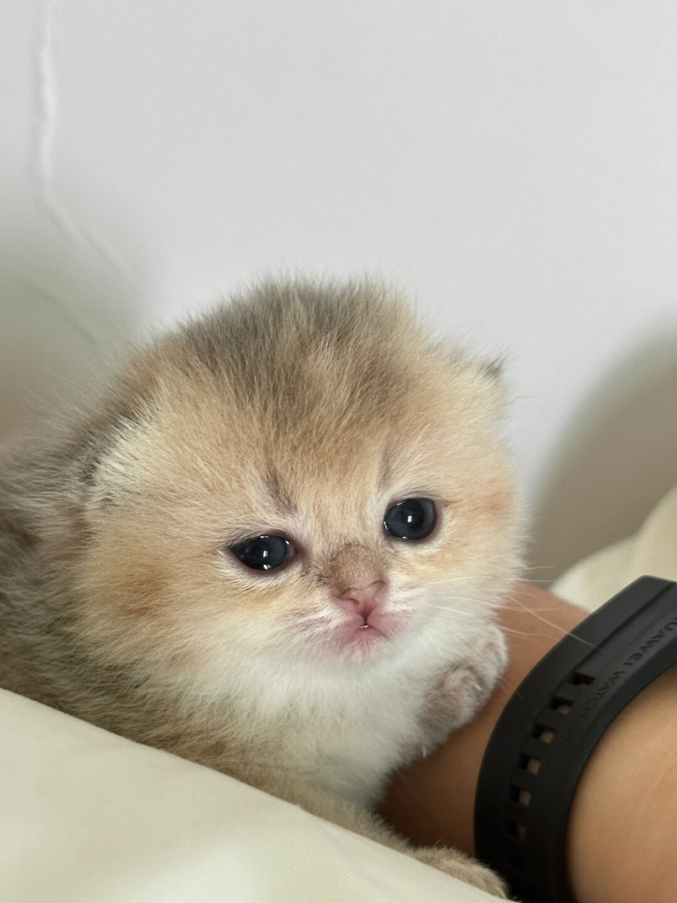 一颗毛茸茸的可爱小猫脑袋  这只小猫拥有一颗令人爱不释手的毛茸茸
