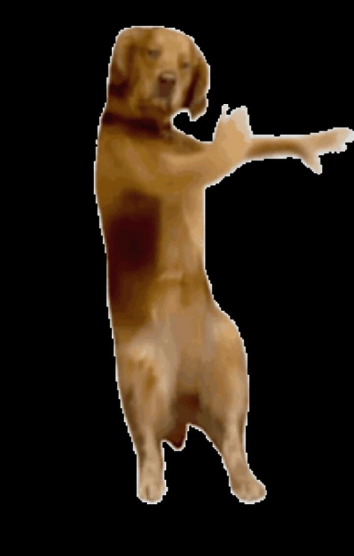 哎呀,这只跳舞的狗表情包真是太逗了!