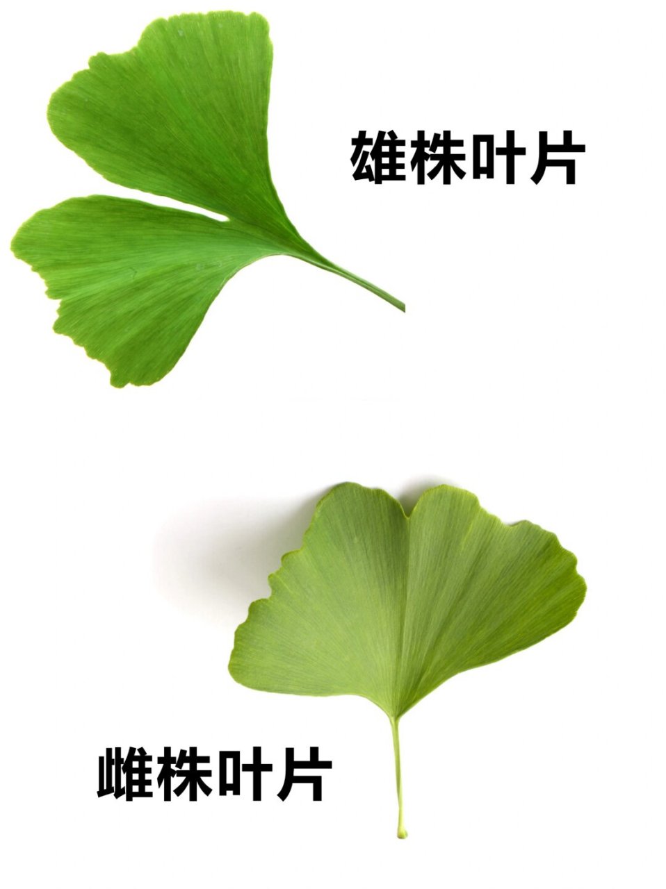 植物叶子水乳图片