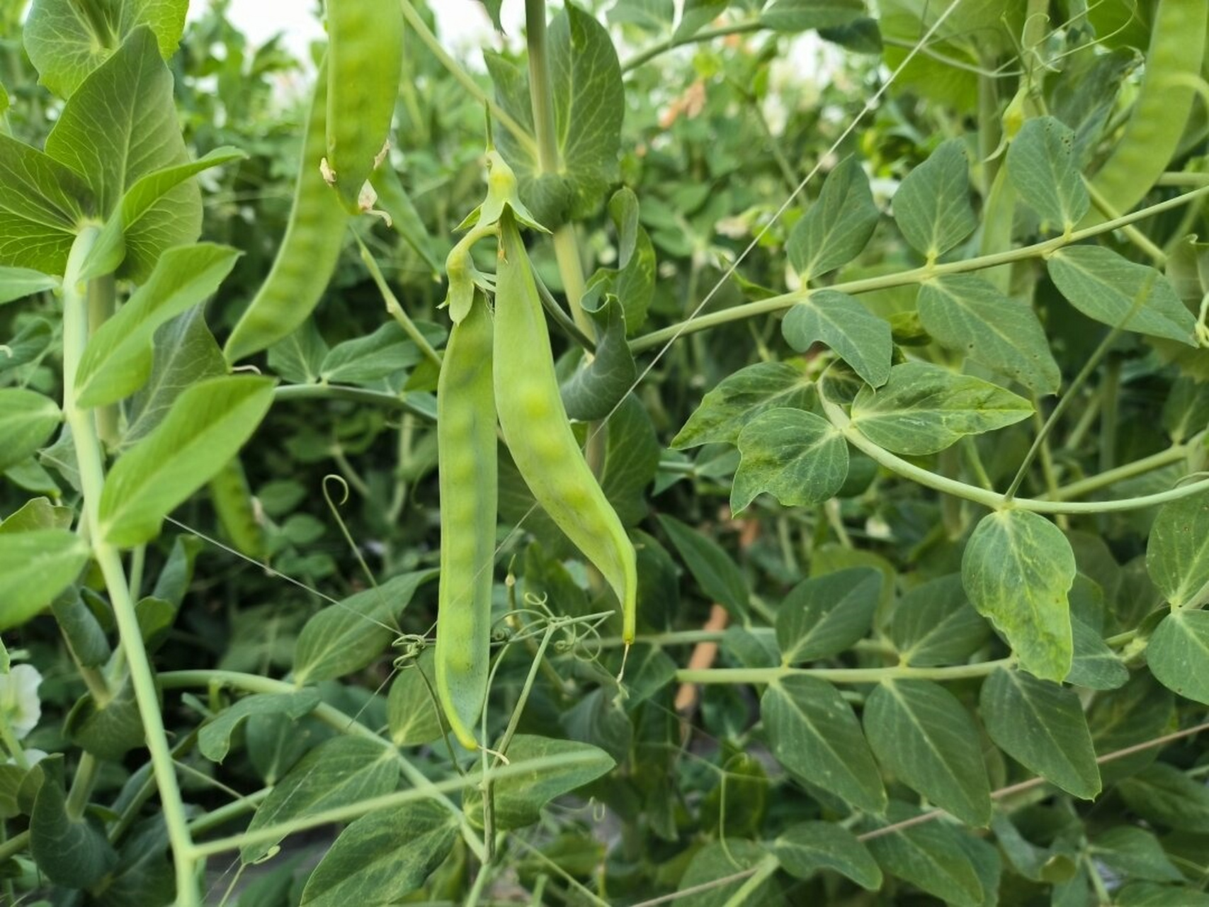 蝶形花科 荷兰豆  荷兰豆属于蝶形花科植物,与豌豆,扁豆等植物同属于