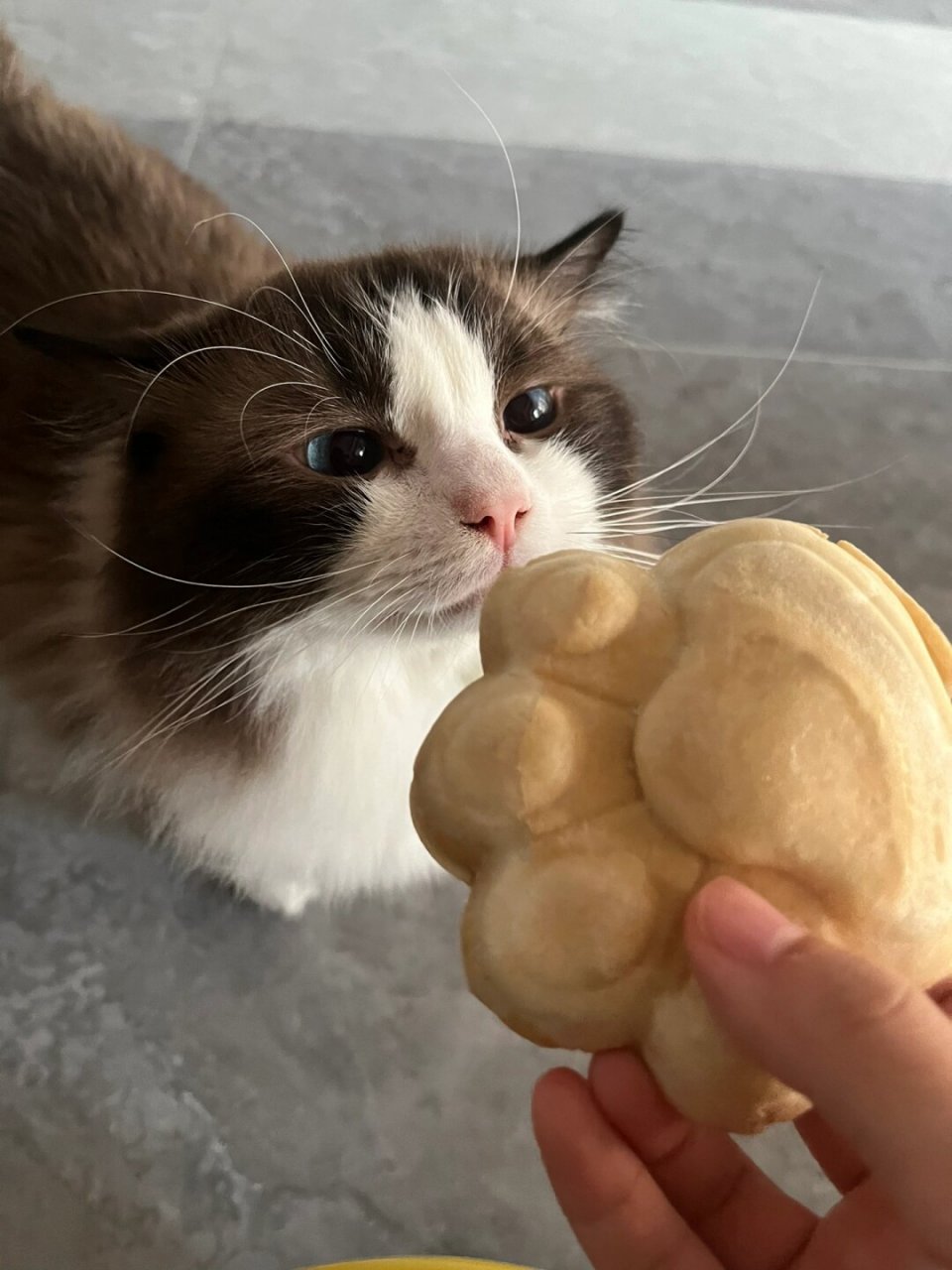 每天看着它那萌萌的样子,心情都会变得愉快起来.