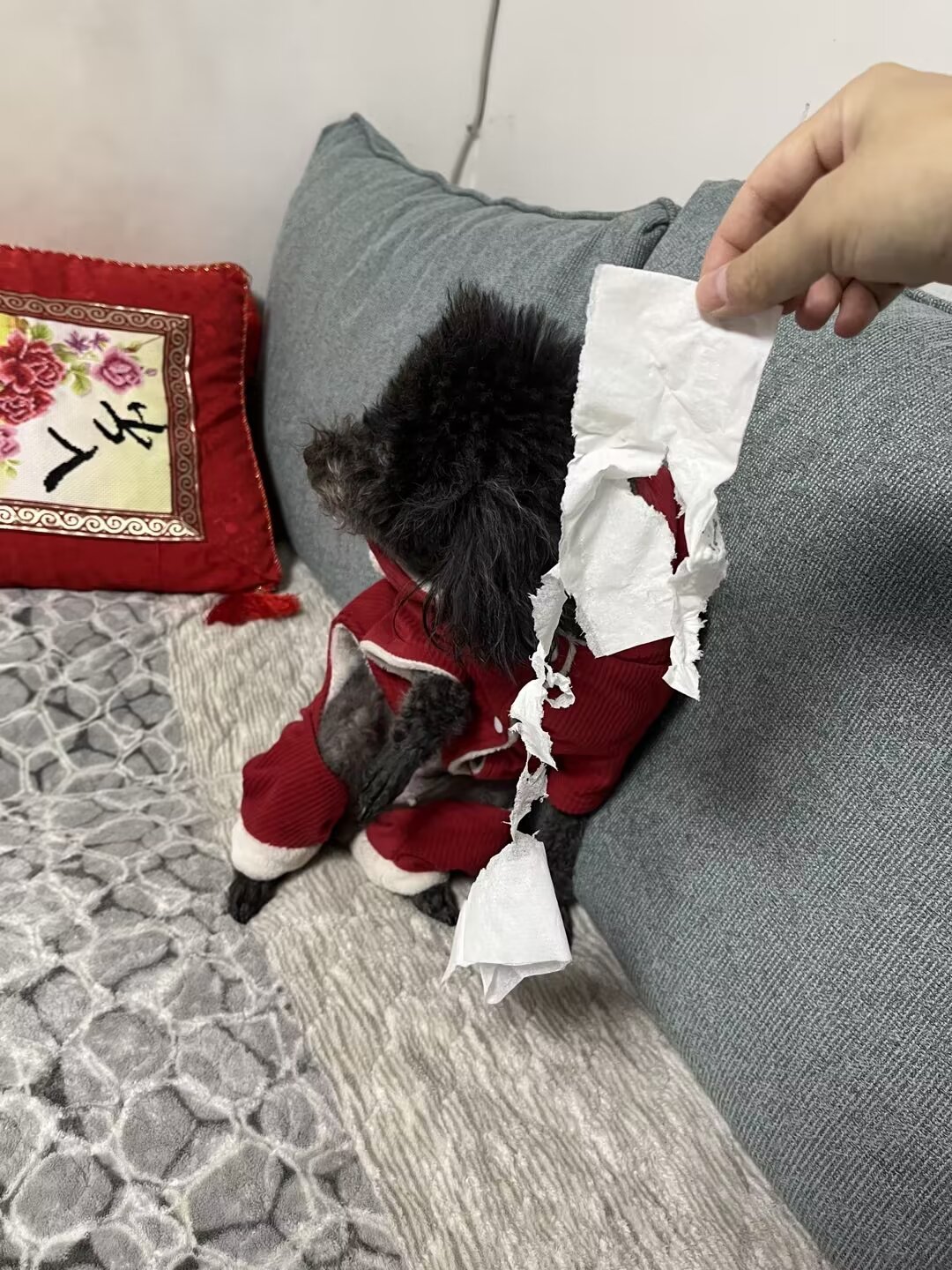 狗狗拆家怎么办怎样才让狗狗不拆家?