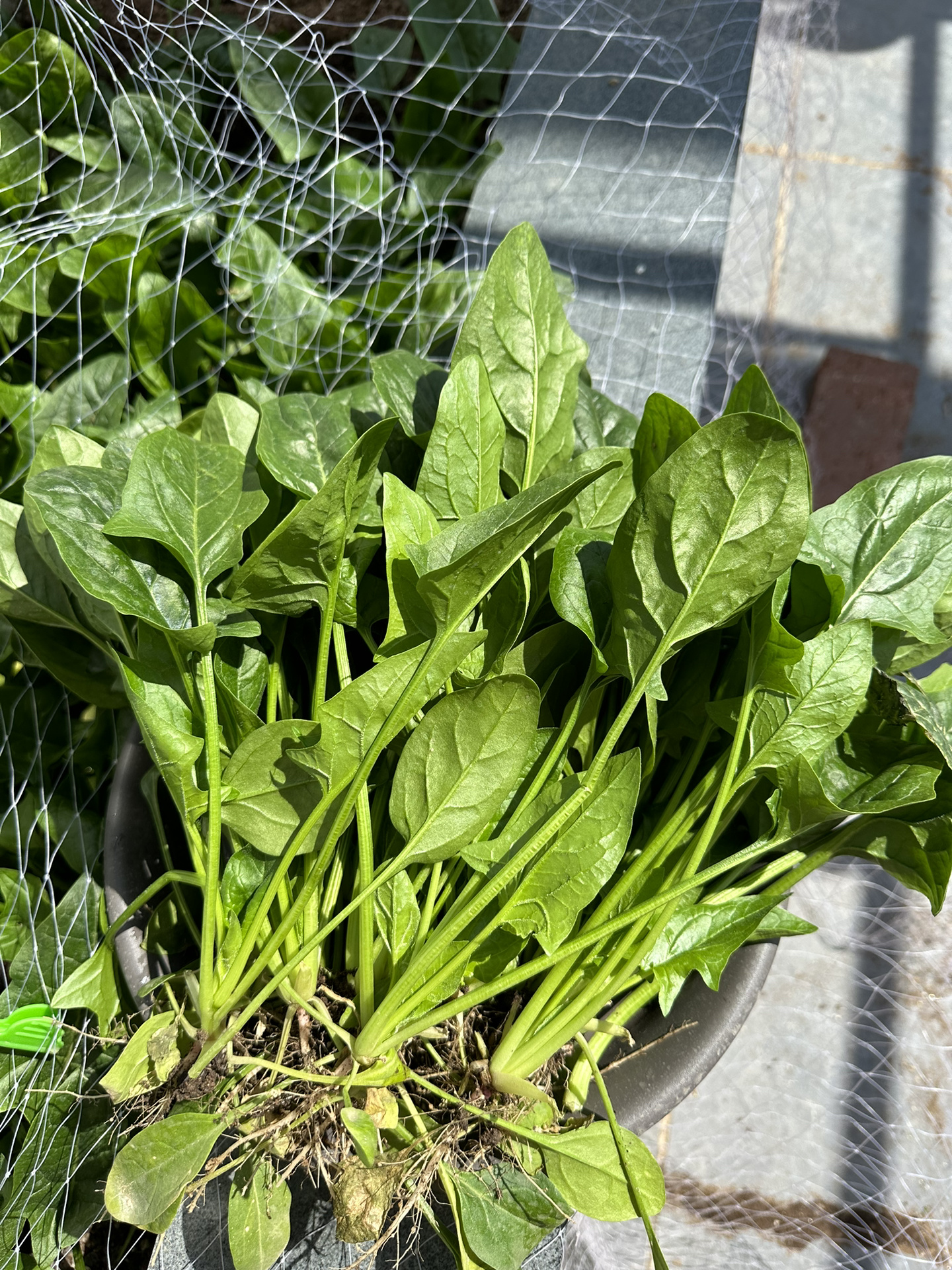但是,你知道吗?其实种植大叶菠菜并不难,只要掌握了