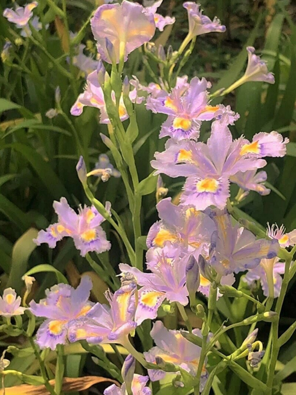 鸢尾牙牙蝴蝶批图片