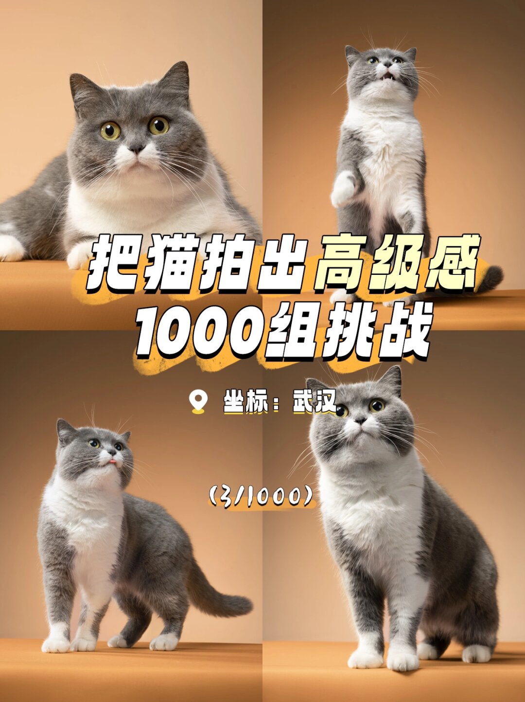 把猫拍出高级感-1000组挑战(3/1000)  品种:英短蓝白,可爱的蓝色与