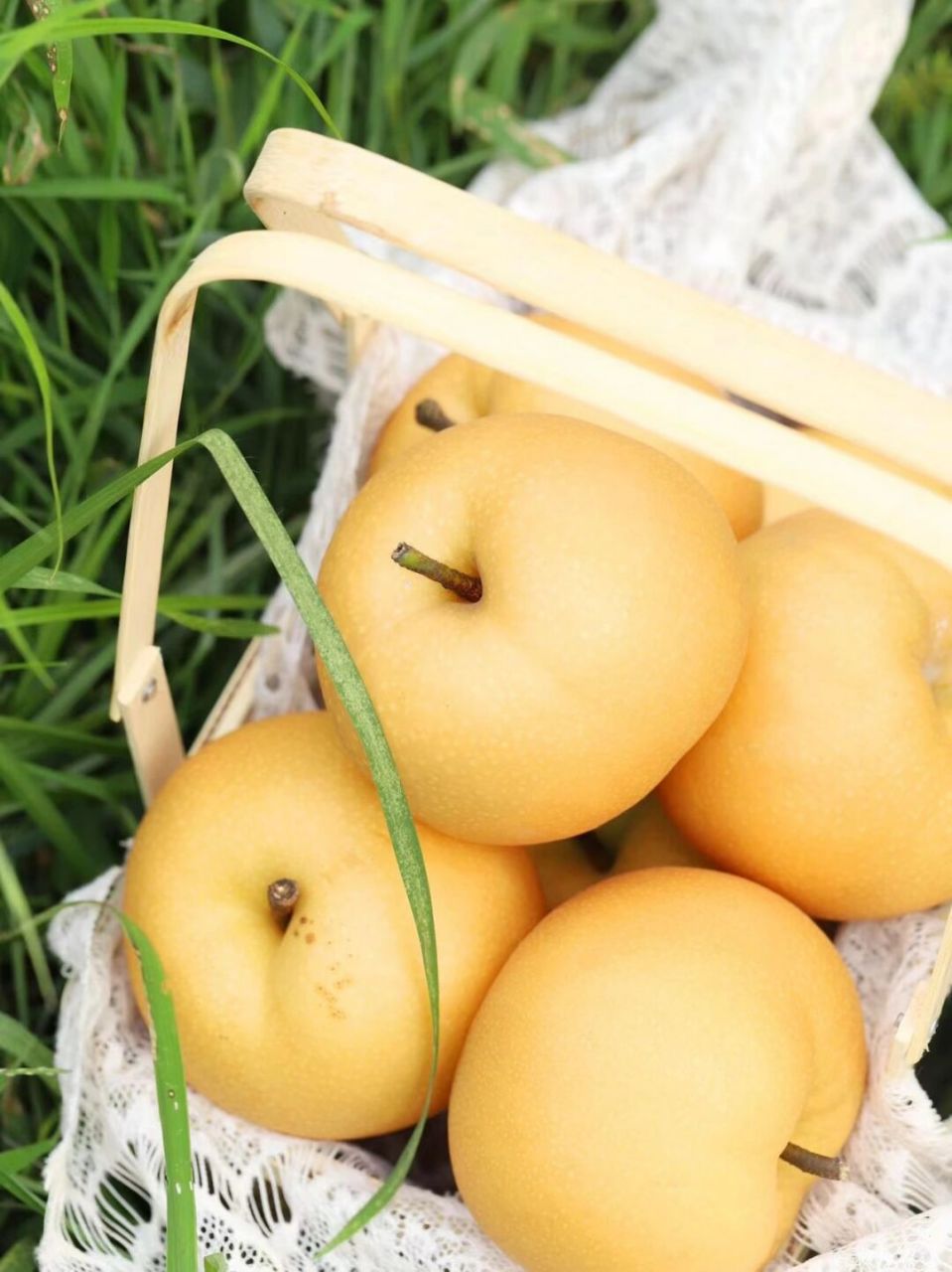 秋月梨细腻宛如初秋水,肉白堪比中秋月,甜度高达15°,就是比普通