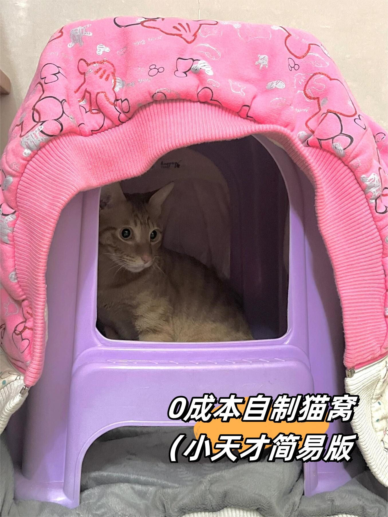 0成本自制猫窝