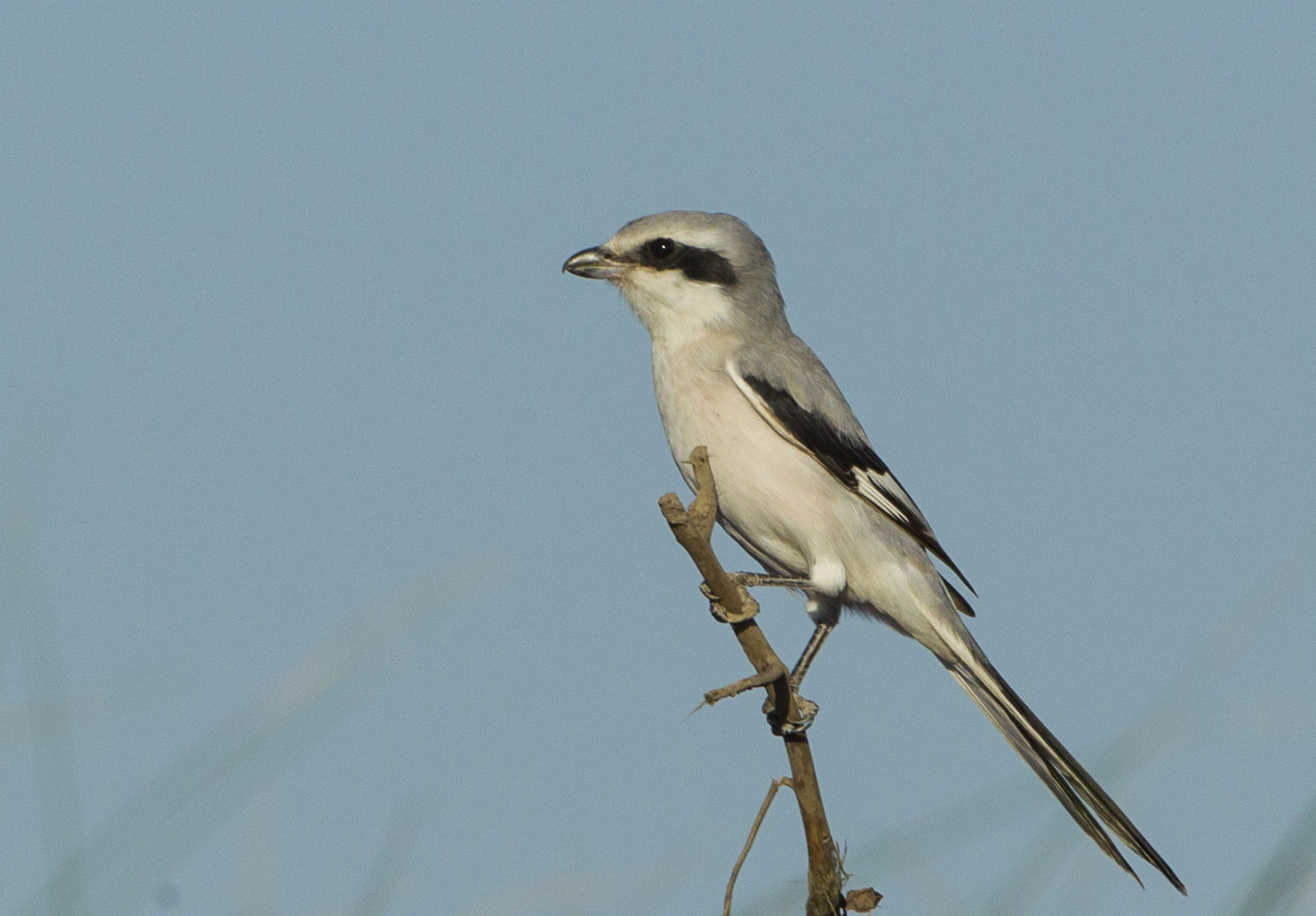 【最美辽宁】魅力盘锦:鸟类图片展 #新时代六地辽宁杠杠滴# #振兴新