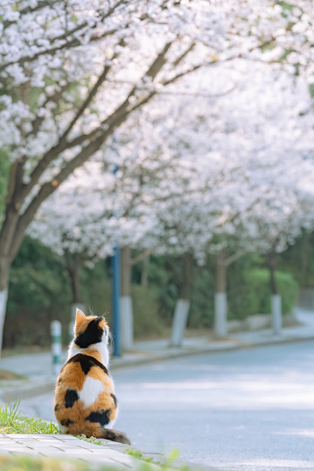 拍猫第11年,我的年度猫片