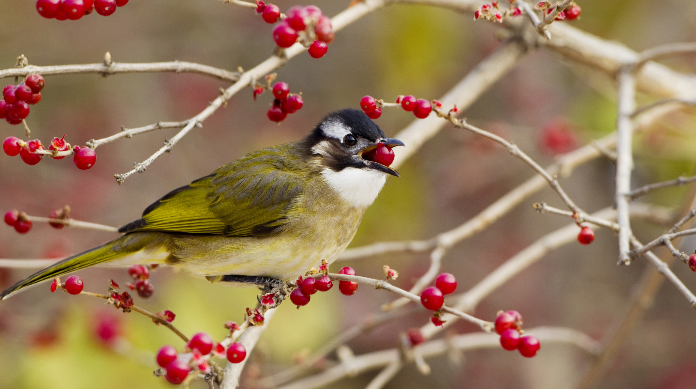 【最美辽宁】魅力盘锦:鸟类图片展 #新时代六地辽宁杠杠滴# #振兴新