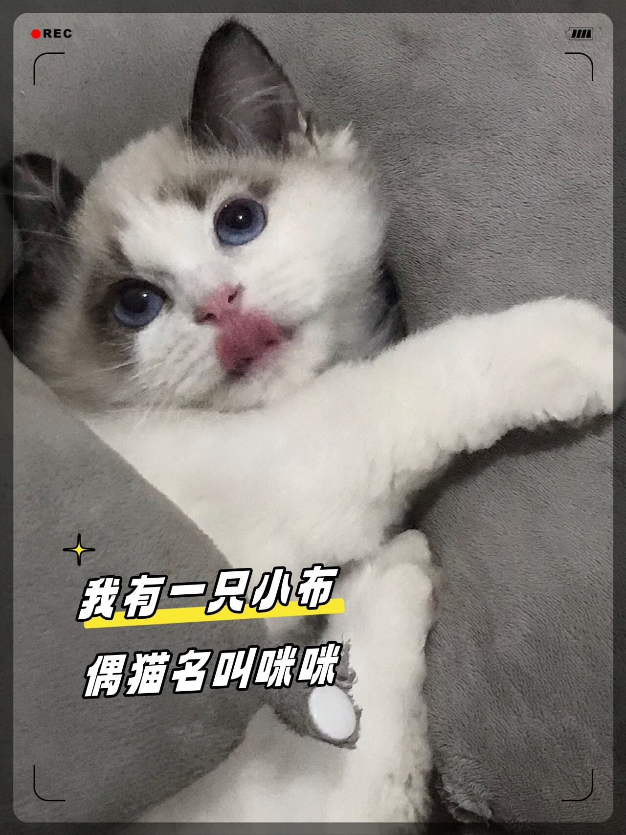 我有一只小布偶猫名叫咪咪  它小时候得过猫瘟,曾被人抛弃在宠物店.