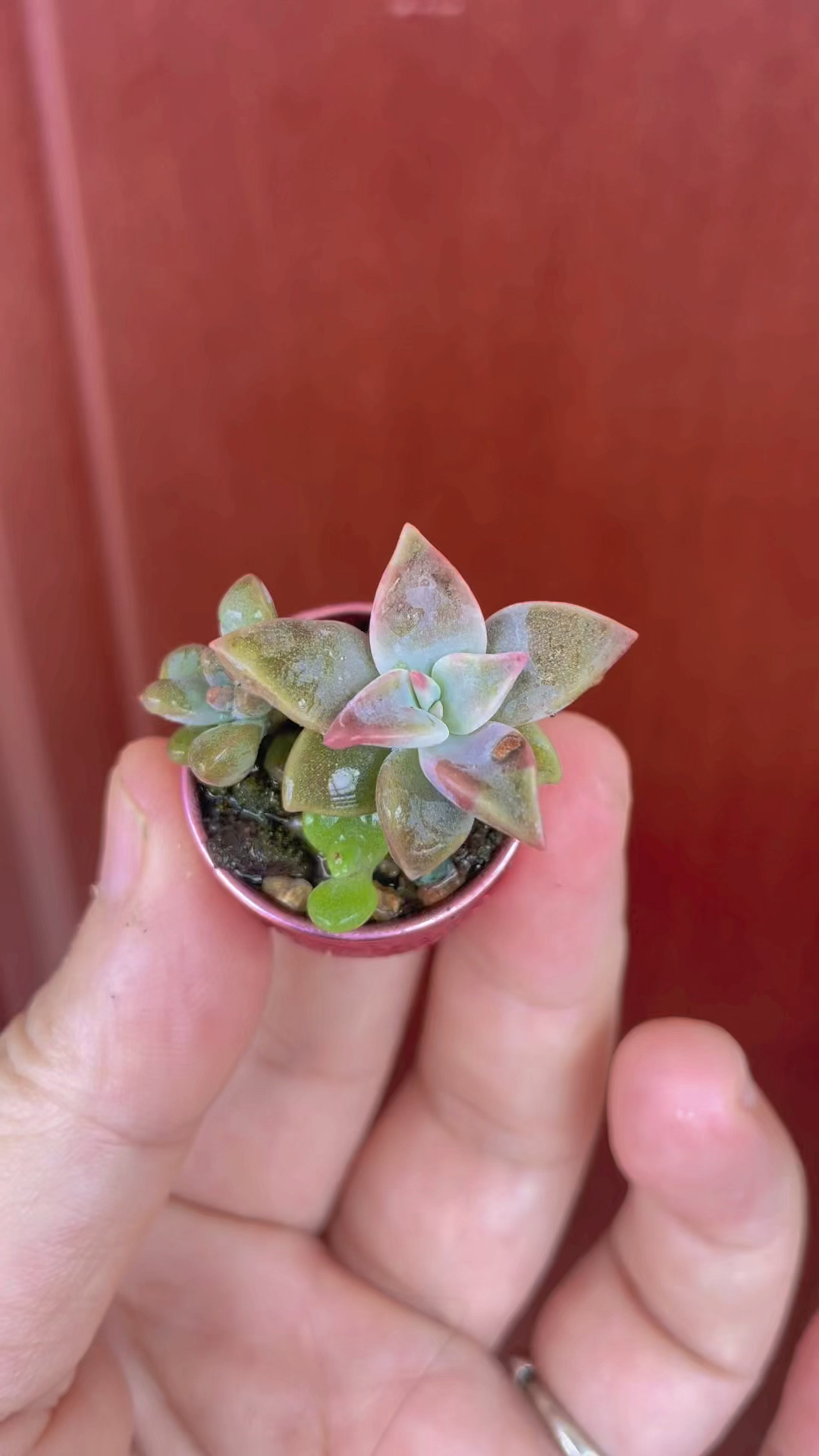 我的多肉花盆之瓶盖子