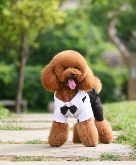 泰迪的性格特点是什么?泰迪犬:聪明可爱的家庭伴侣